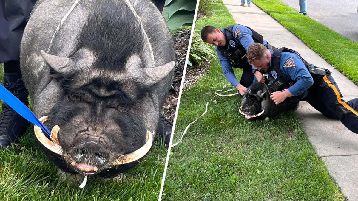 Runaway pig captured by police in New Jersey on Friday – NBC Bay Area - Vimarsana News