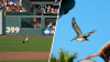 Wildlife experts highlight brown pelicans problem after viral appearances at Giants games