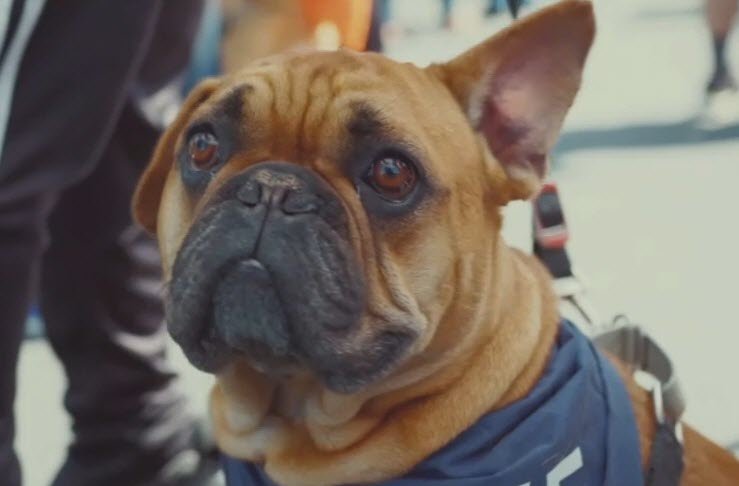 Berkeley Humane's annual craft beer festival benefits shelter animals - Vimarsana News