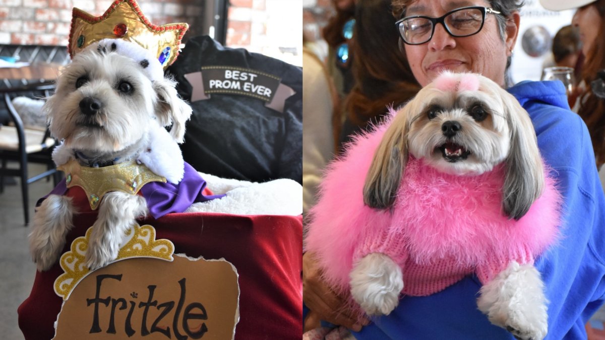 ‘Puppy Prom,’ an adorable animal-championing fundraiser, to crown cats ...