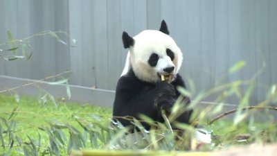 Mayor Breed's $25M plan for SF to host giant pandas hits roadblock