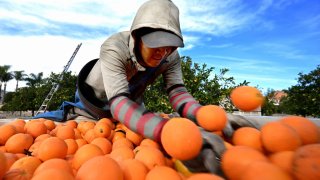 A worker dumps a sack full of freshly picked oranges into a bin for disposal in a Redlands orange grove along Lugonia Avenue on Tuesday, Jan. 30, 2024 due to the discovery of the Oriental fruit fly in the area.