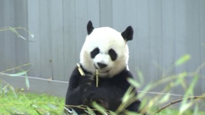 San Francisco supes offer key vote in support of plan to bring Chinese pandas to zoo
