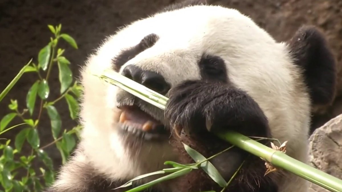 pandas back at sd zoo