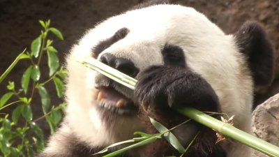 A closer look: Supervisors vote bring pandas back to SF Zoo