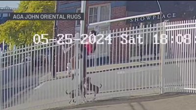 Man attacked by pit bulls