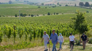 People walk on a vineyard hillside.