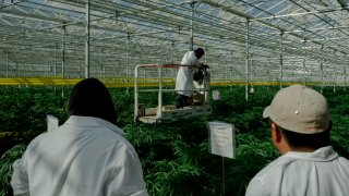 Cannabis farm workers surveys marijuana plants.