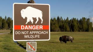 Sign and Buffalo Bison in Yellowstone National Park