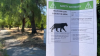 San Jose residents on alert after series of mountain lion sightings