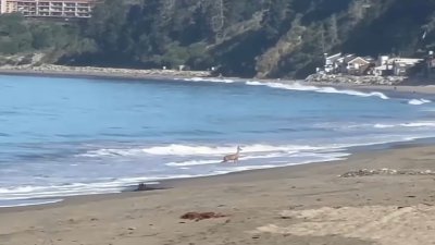 Video captures deer body surfing at Santa Cruz County beach