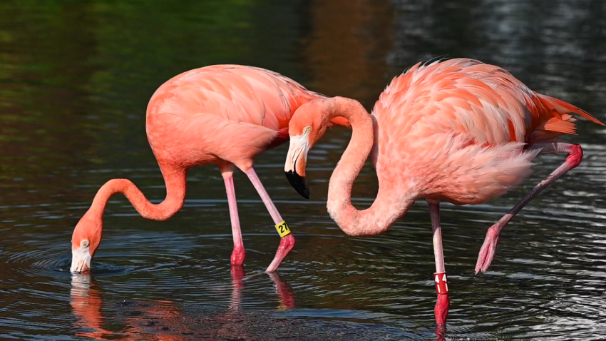 Photo of American flamingos provided by Ron Magill from Zoo Miami.