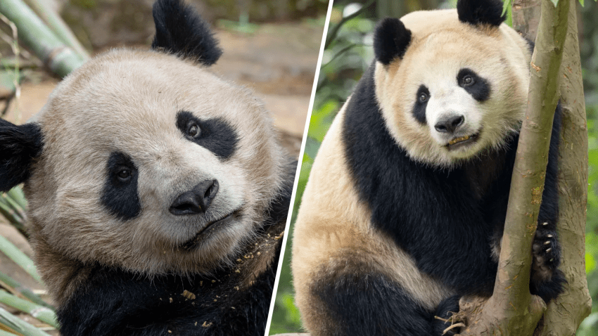 On the left is Yun Chuan who is nearly 5 years old and on the right is Xin Bao who is almost 4-year-old.