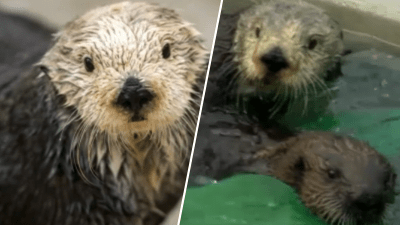Monterey Bay Aquarium's matriarchal sea otter Rosa dies