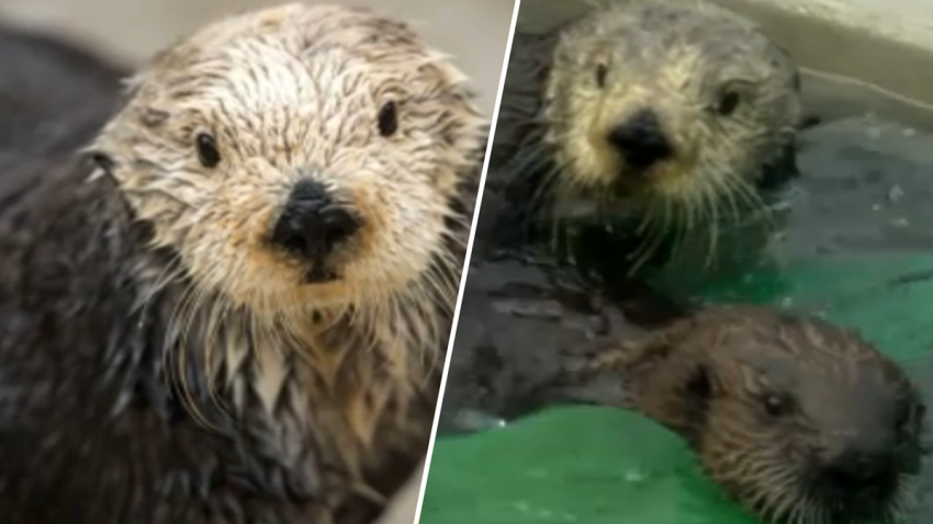 Rosa the sea otter posing (left) and mothering at the Monterey Bay Aquarium.