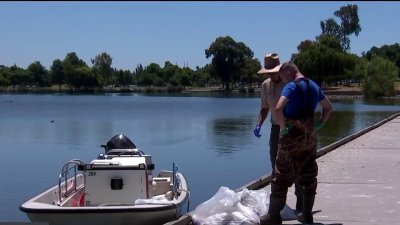 Dead fish clean up continues in Fremont