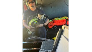 A coyote pup is held by a Cal Fire employee after being rescued on Thursday, July, 4, 2024 in San Mateo County, California. (CAL FIRE CZU San Mateo-Santa Cruz Unit via AP photo)