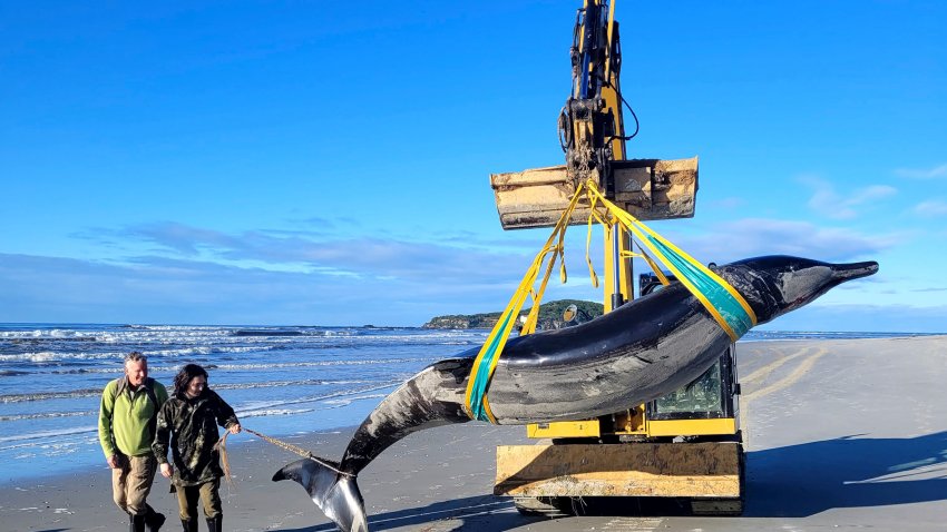 In this photo provided by the Department of Conservation rangers Jim Fyfe and Tūmai Cassidy walk alongside what is believed to be a rare spade-toothed whale.