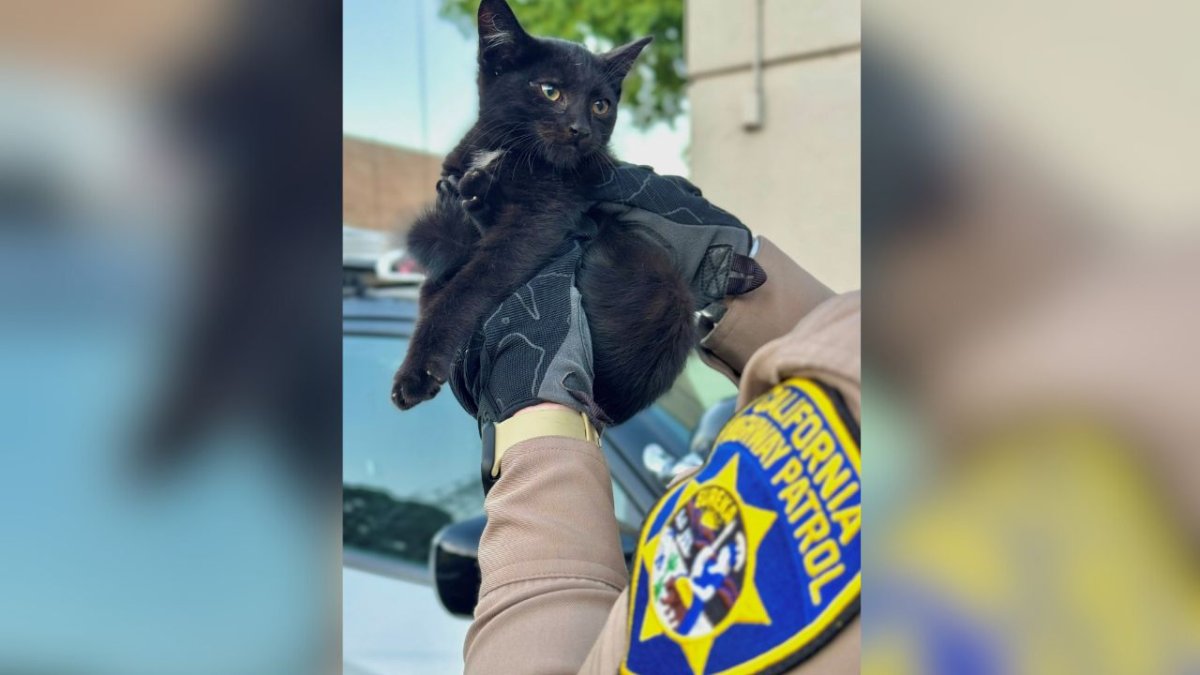 Kitten stranded on I-80 in Oakland rescued by CHP officer – NBC Bay Area