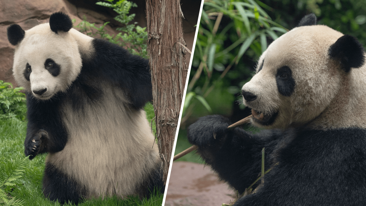 Pair of giant pandas debut at San Diego Zoo NBC Bay Area