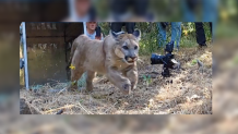 A mountain lion cub is released to the wild in Ventura County, June 26 2024.