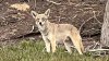 Pack of coyotes surround, kill dog in front of owners at SF's Baker Beach