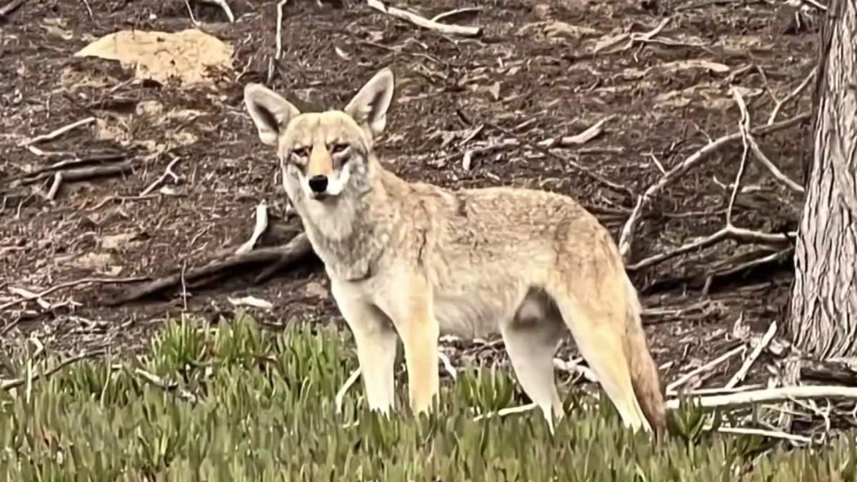 Pack of coyotes surround, kill dog in front of owners at SF’s Baker ...