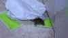 ‘It is so traumatizing': Oakland family says apartment is infested with rodents