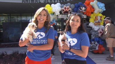 Clear the Shelters at Santa Clara Animal Services