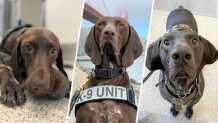 Barni, an explosives detection canine at San Francisco International Airport.