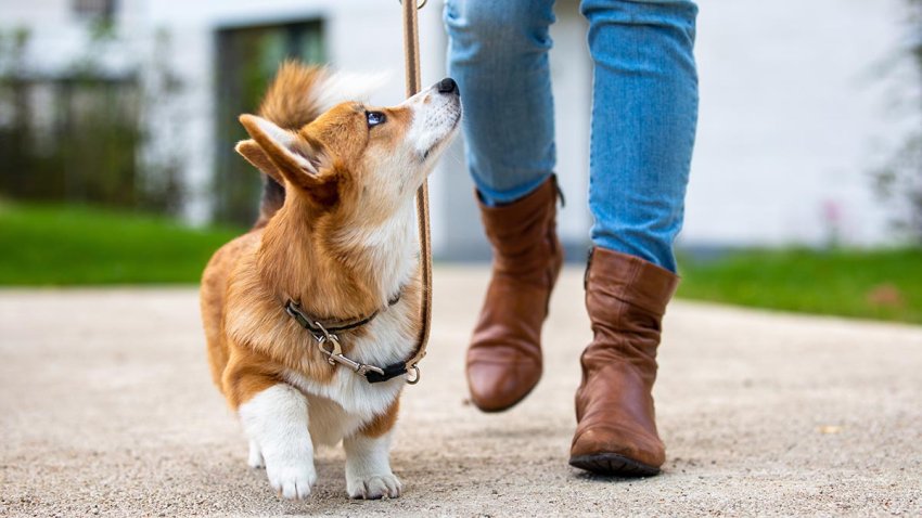 dog training: corgi puppy on a leash with a woman