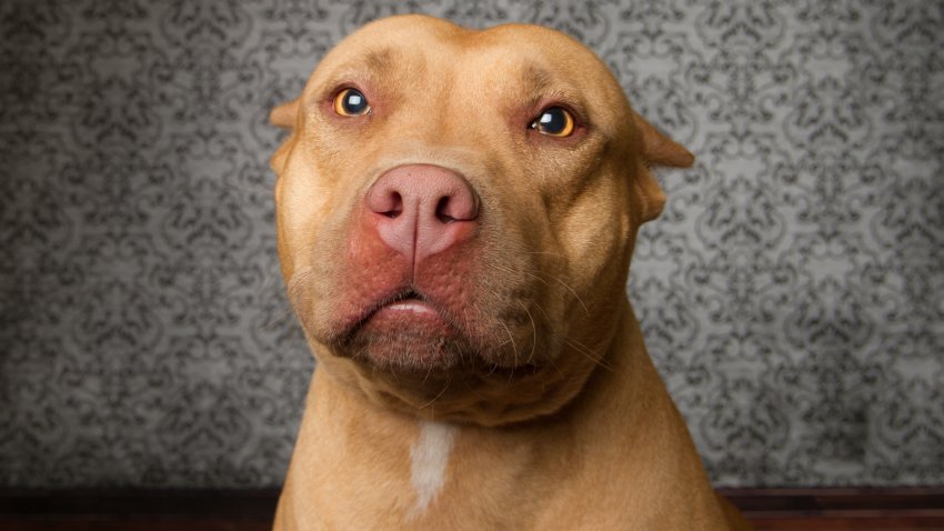 Pit bull dog looking at camera.