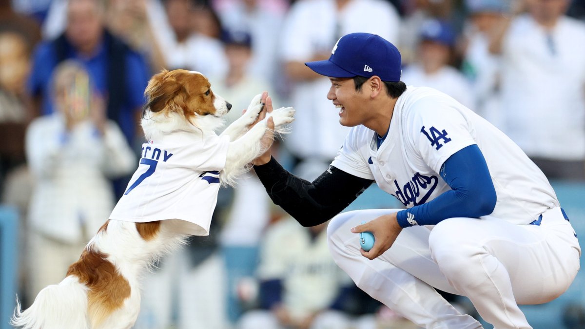 Watch Shohei Ohtani’s dog throw out first pitch NBC Bay Area