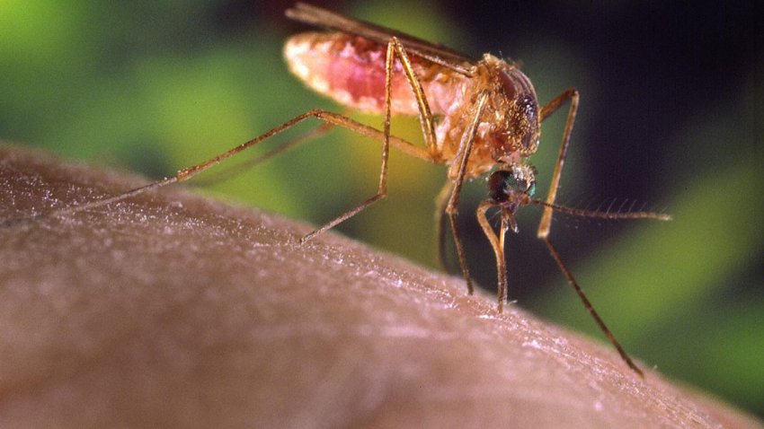 A Culex quinquefasciatus mosquito on a human finger.