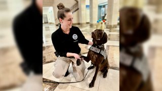 Barni, an explosives detection canine at San Francisco International Airport.