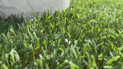 Sustainable lawns instead of artificial turf