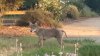 Sunnyvale authorities warn residents about recent coyote sightings