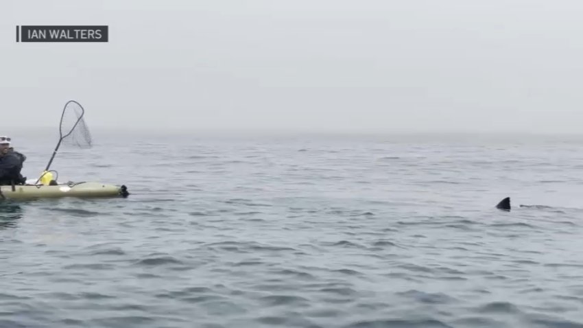 A shark follows behind a kayaker near Half Moon Bay. (Aug. 13, 2024)