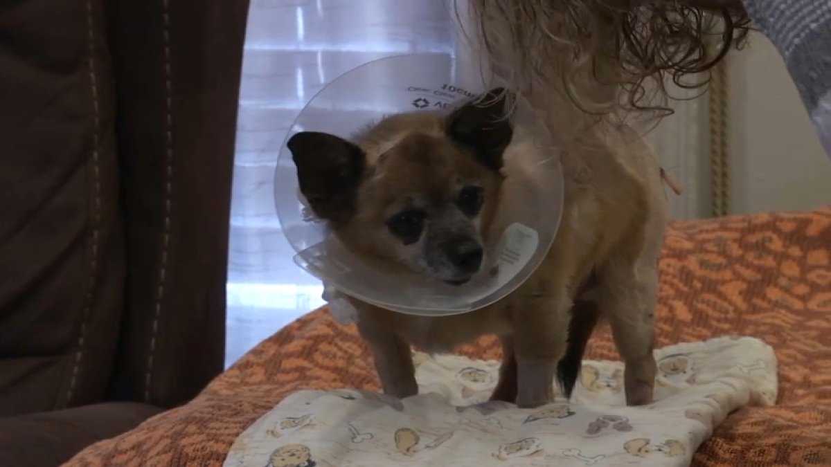 Coyote attacks Chihuahua in San Jose backyard, woman says NBC Bay Area