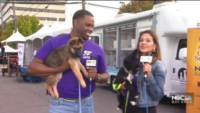 Bark and Meow Around the Block event in Berkeley