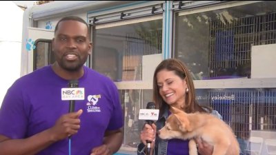 Clear the Shelters: Bark and Meow Around the Block