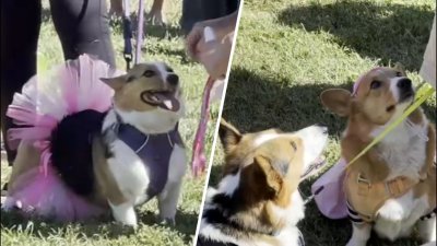 Corgi Con draws large crowd in Pleasanton