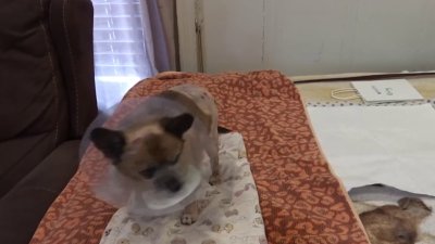 Coyote attacks Chihuahua in San Jose backyard, woman says