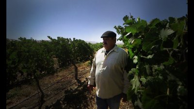 Livermore grape grower finally savors the fruits of a half-century in the vines