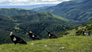 A California condor flock at Pinnacles National Park about 80 miles southeast of San Jose, Calif., in an undated photo. Condor number 12 and number 86 were among those tracked to the Mount Diablo foothills on August 18, 2024. (Joseph Belli/Save Mount Diablo via Bay City News)