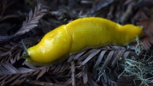 A banana slug makes its way across the Purisima Creek Trail in the Purisima Creek Redwoods Open Space Preserve, January 31, 2009.  (Photo by Florence Low/Sacramento Bee/Tribune News Service via Getty Images)