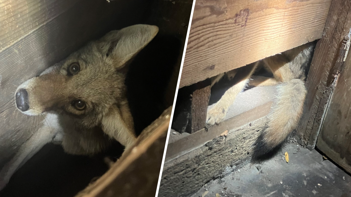 Young coyote found hiding in wall of San Francisco home NBC Bay Area