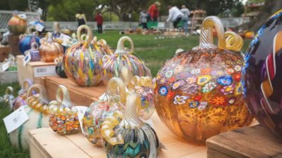 Great Glass Pumpkin Patch continues tradition in Palo Alto