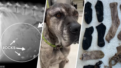 Dog survives after doctors removed several socks, rocks and a toy from her stomach