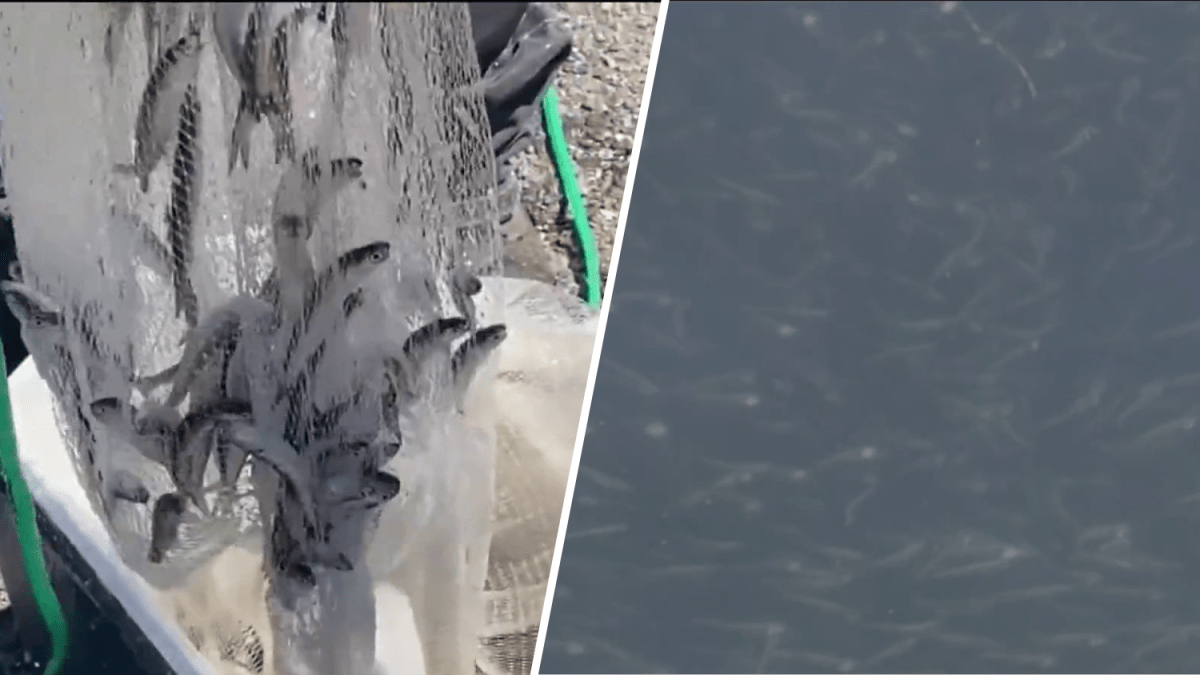 Large swarm of anchovies surround Santa Cruz Wharf NBC Bay Area